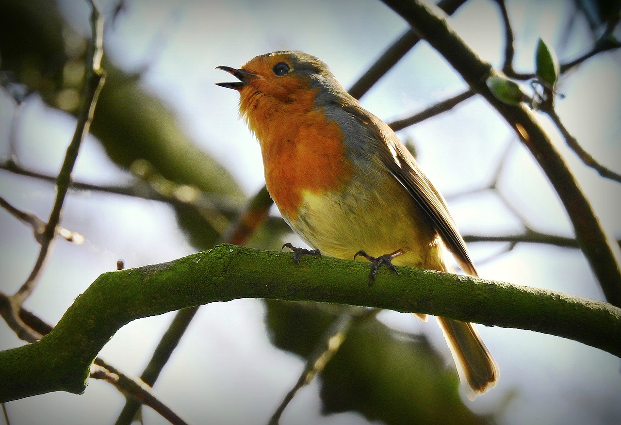 230221-robin