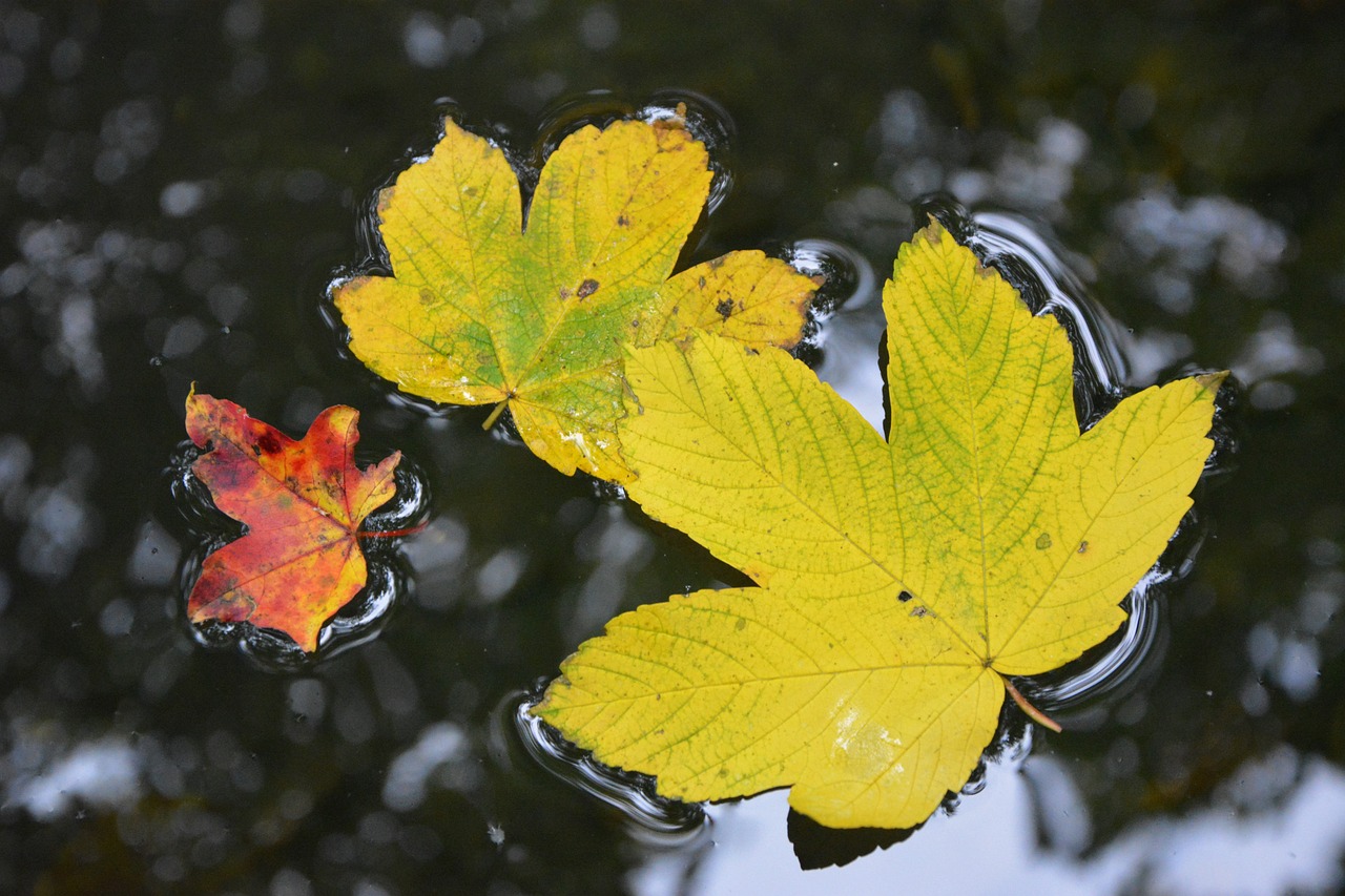 Blätter im Wasser