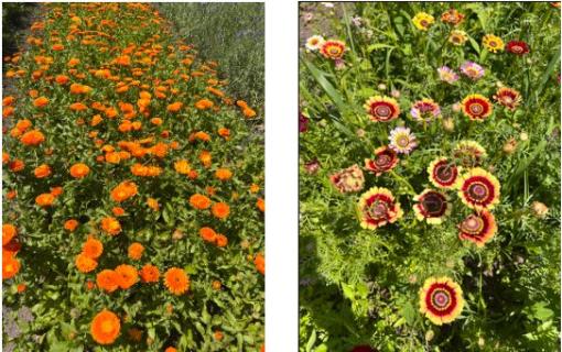 Blumen