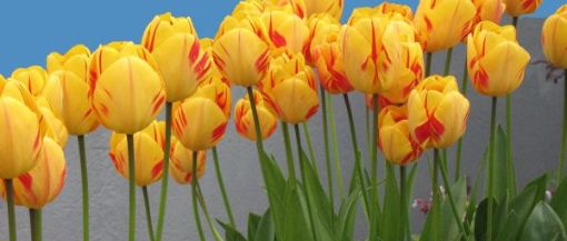 Tulpen