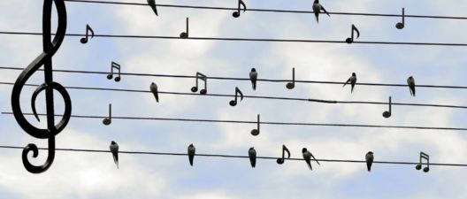 birds-g850b6b84a_1920 (c) pixabay birds-g850b6b84a_1920