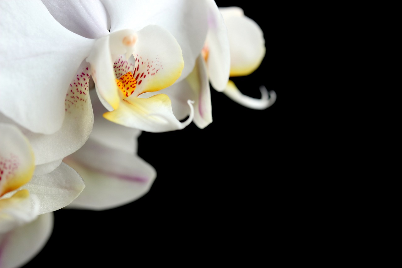 Orchidee