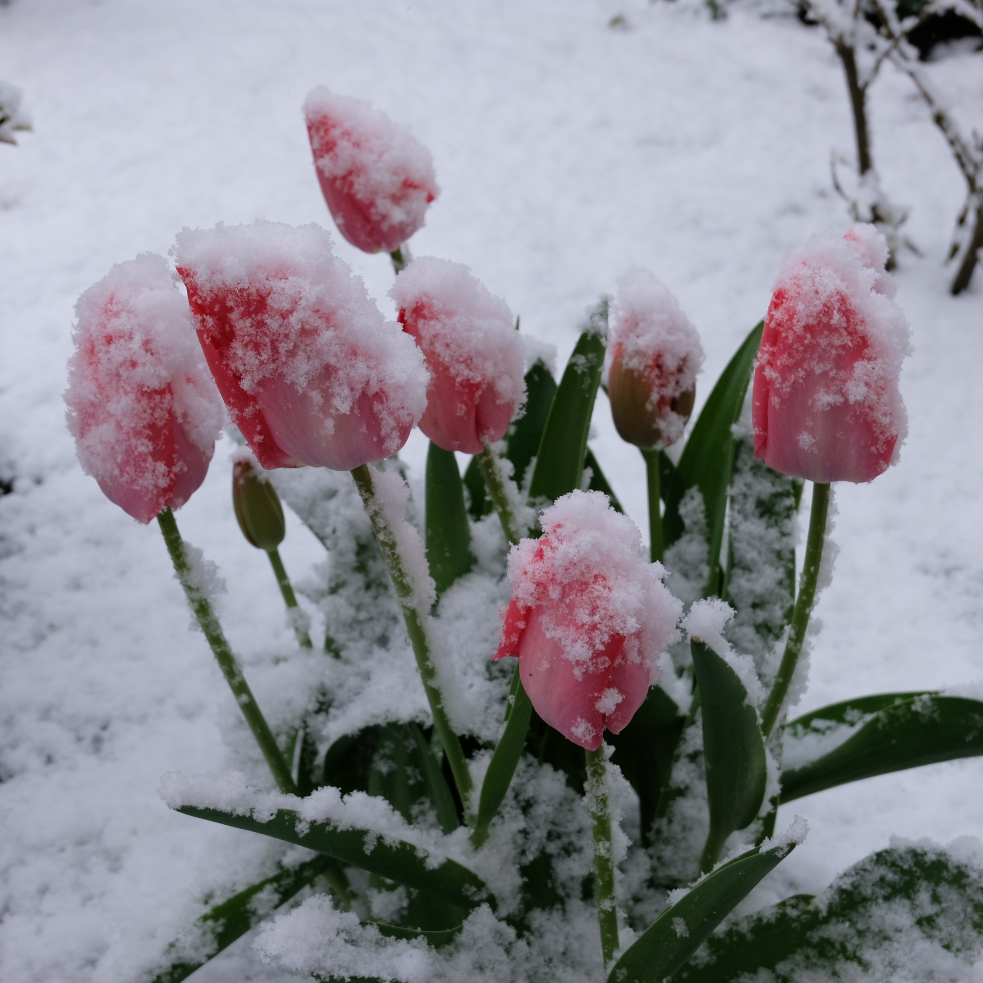 Tulpen im Schnee