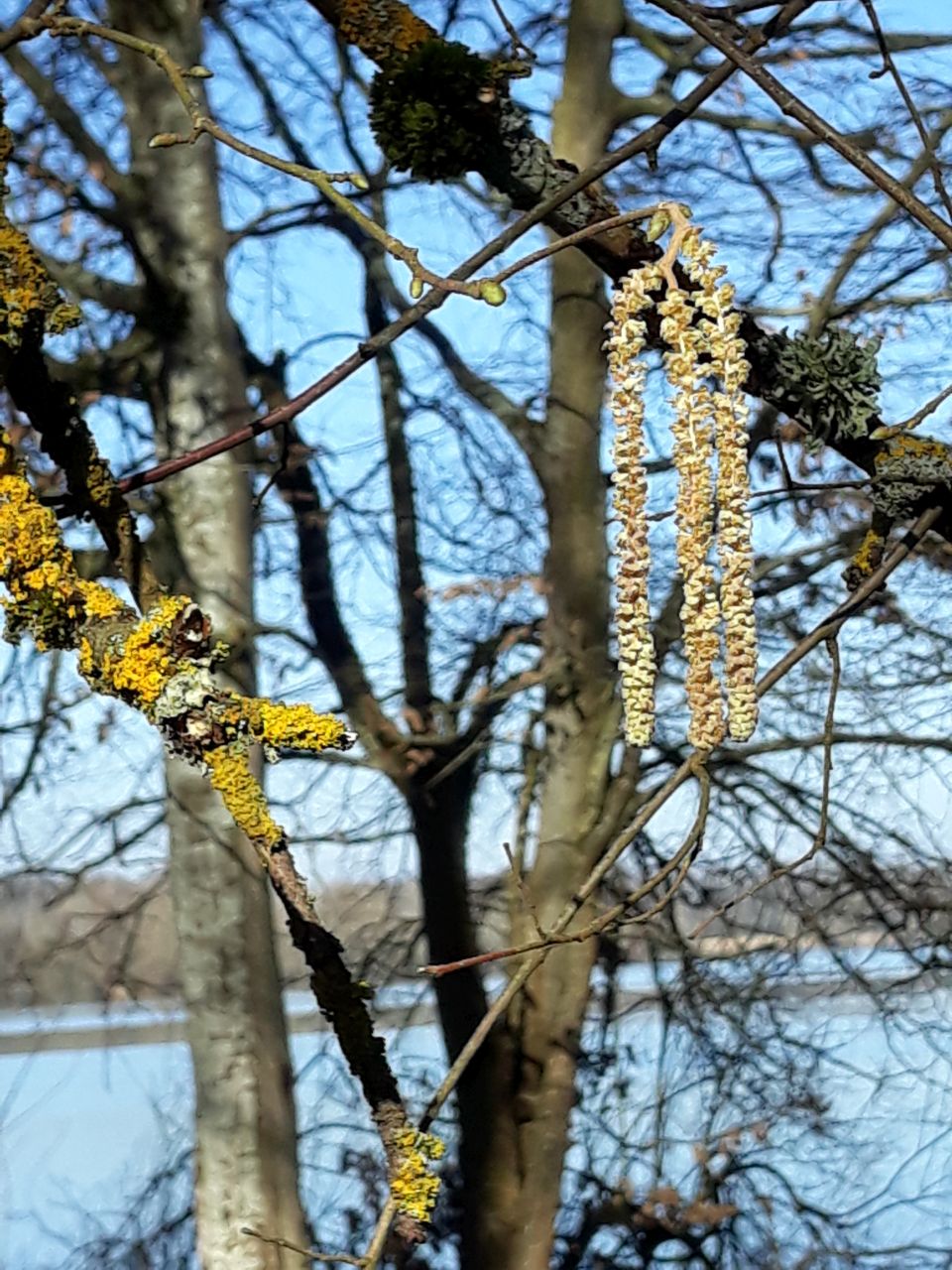 Frühlingsblüte am Baum
