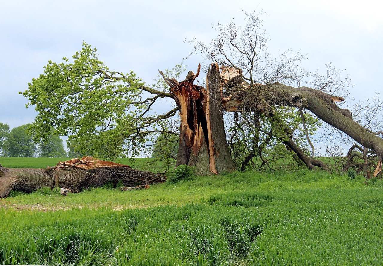 abgebrochener Baum - Stumschaden