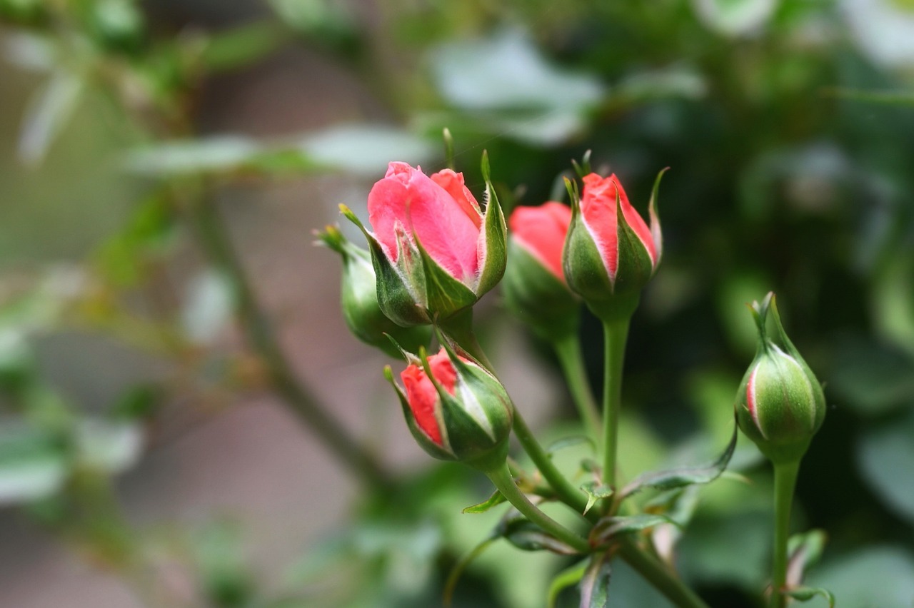 230505-rose-g6ff558b40_1280