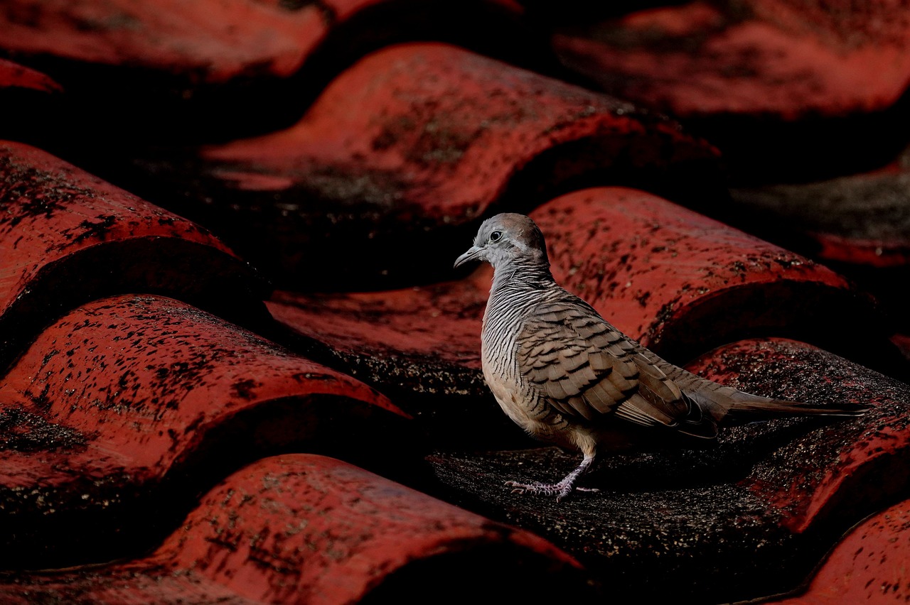 230513-zebra-dove-g0095eb1d4_1280
