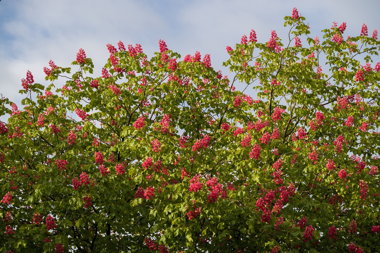 230613-chestnut-blossoms-gbeef71b80_1280