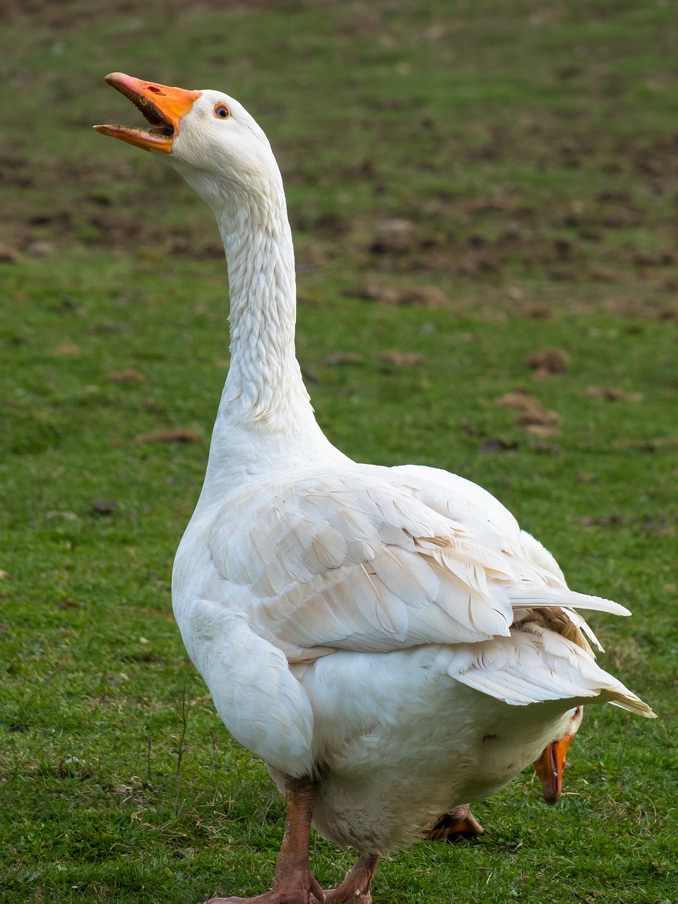 230620-goose-ga8c5391ee