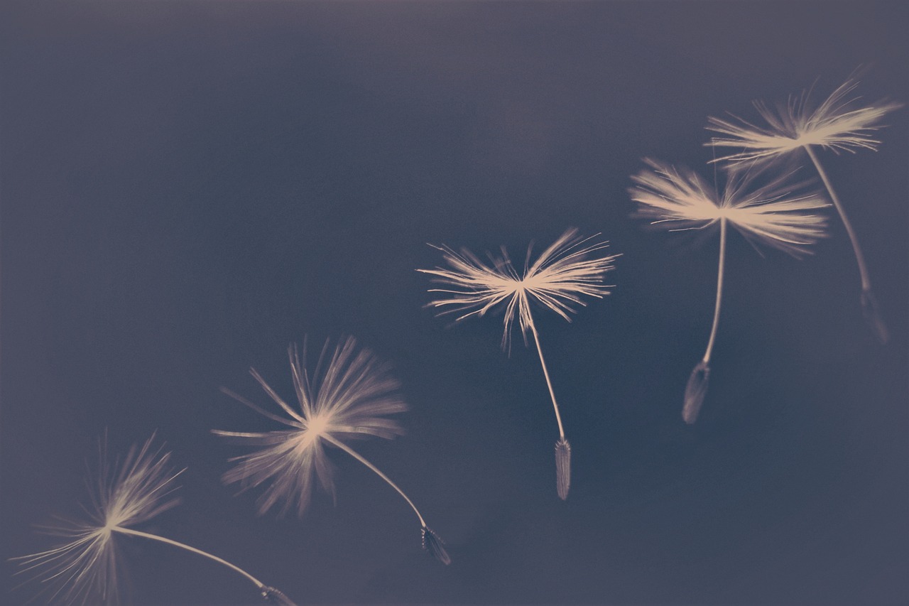 240409-dandelion