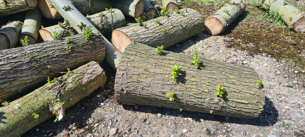 240410-Leben - wider alle Vernunft