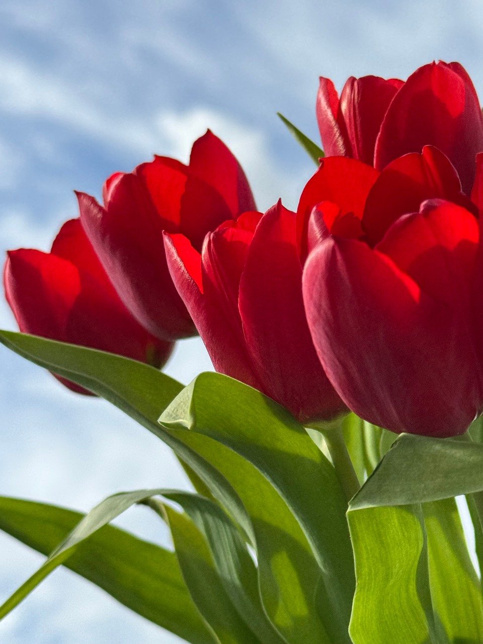 Tulpen