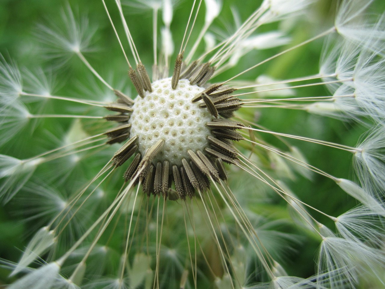 Pusteblume