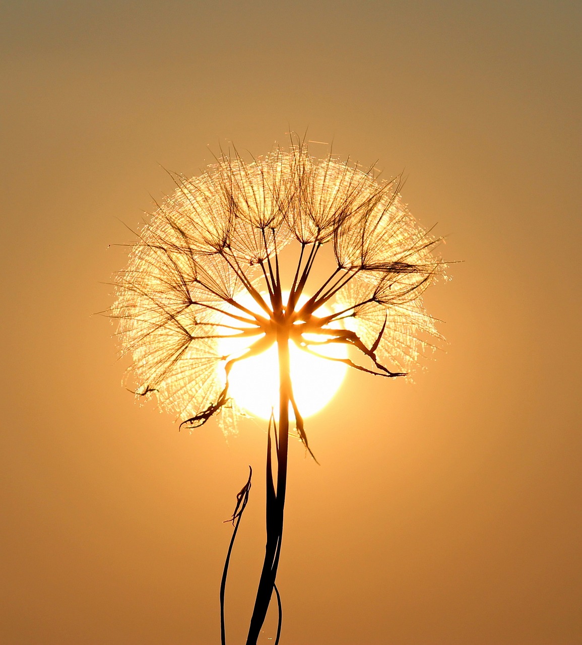 dandelion