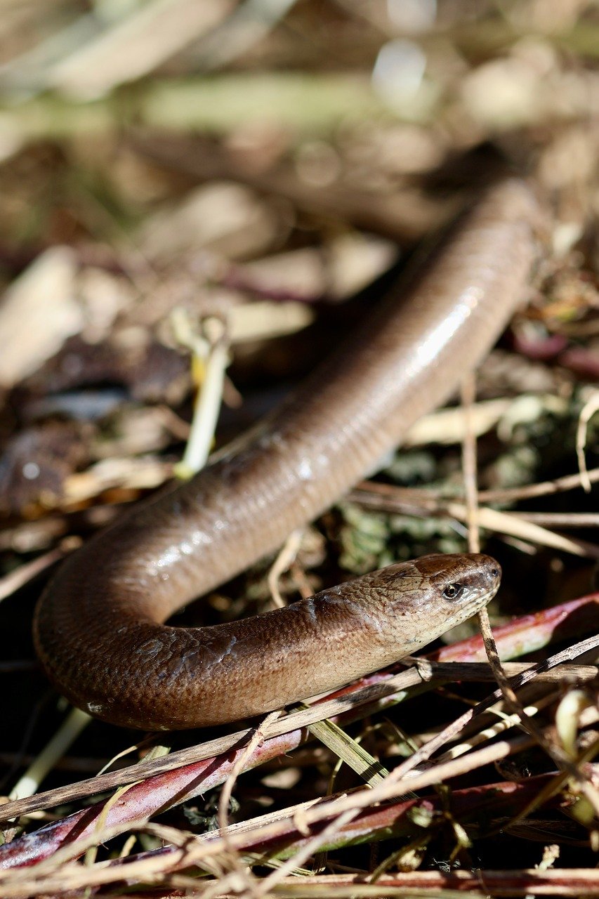 250907-orvet-fragile