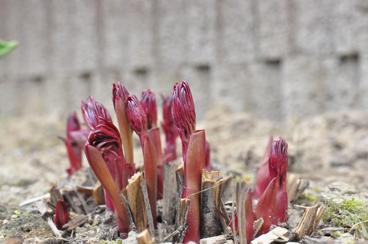 260223-tabea7-spring