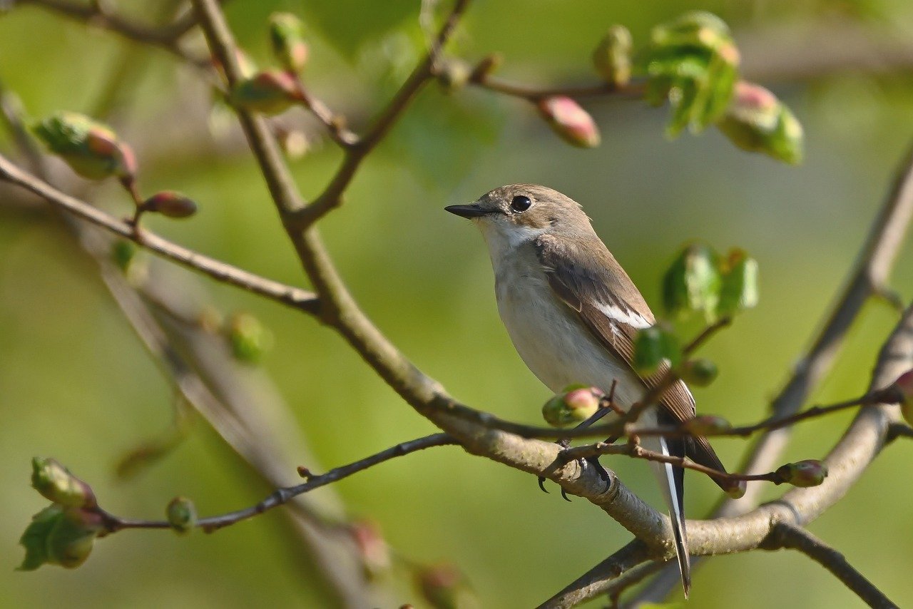 260228-jggrz-pied-flycatcher