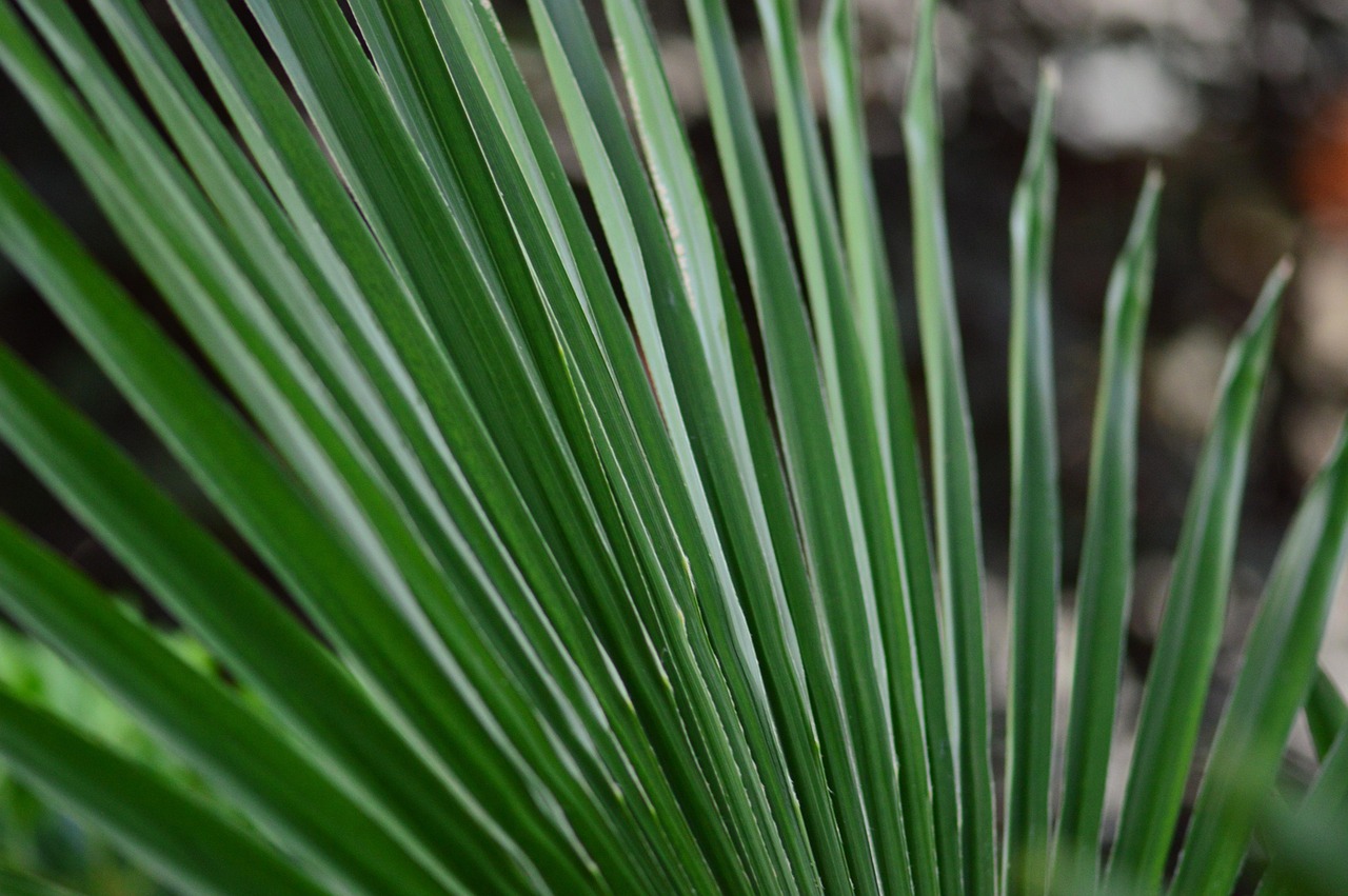 260329-ginigeo_photography-palm-sunday