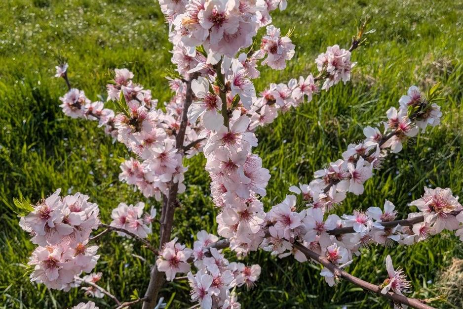 260424-Mandelblüte