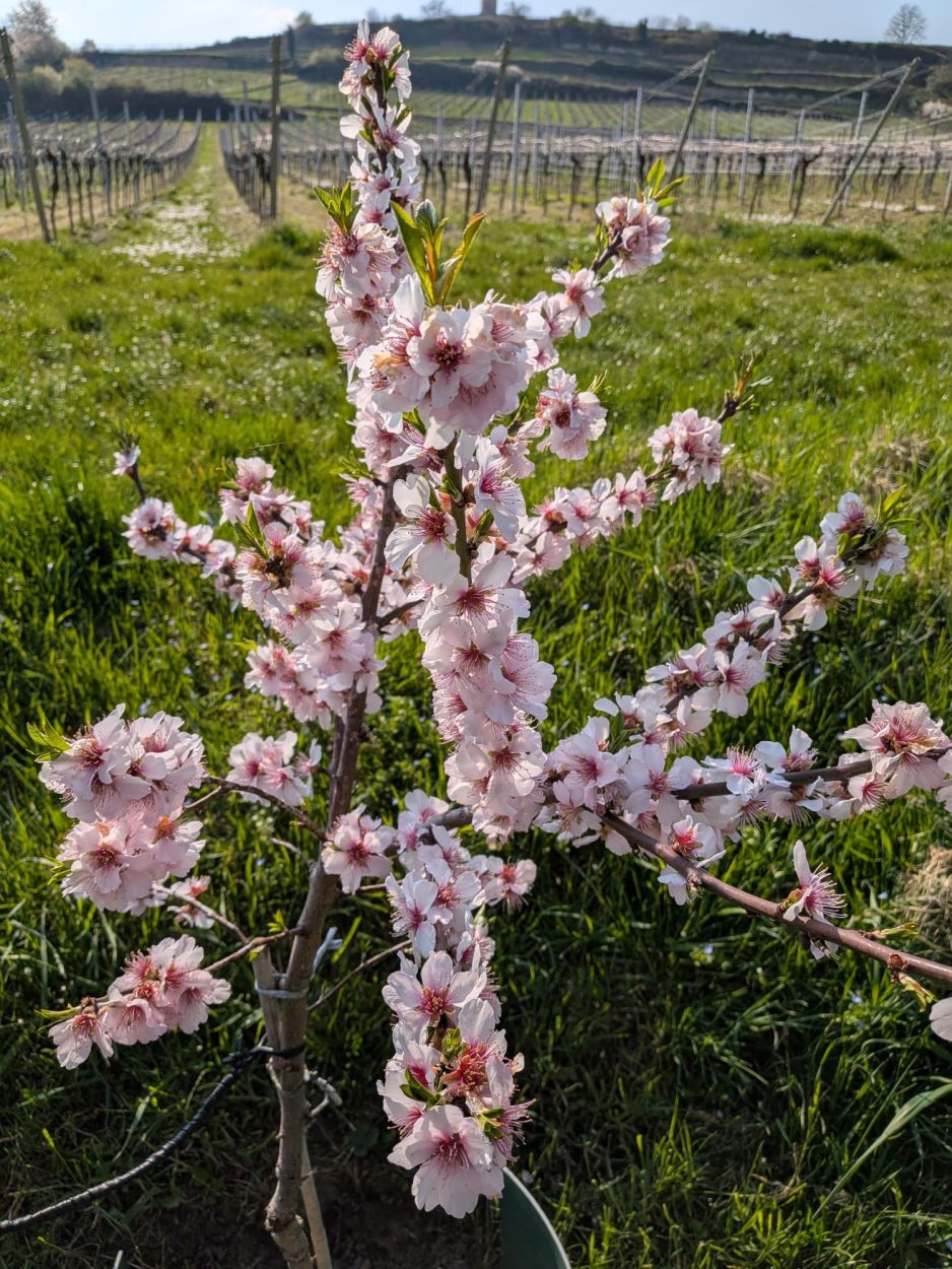 260424-Mandelblüte