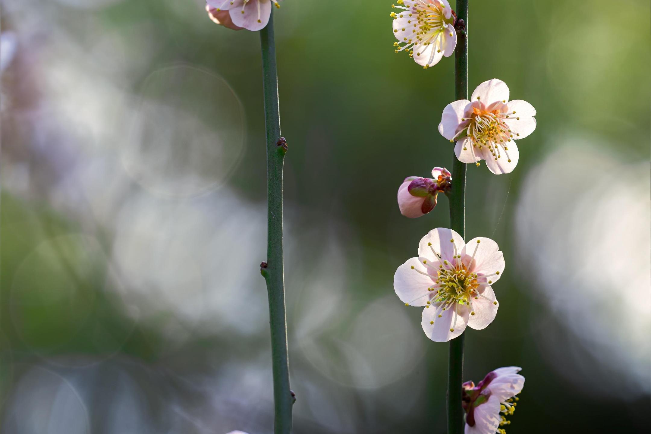 260428-kanenori-plant