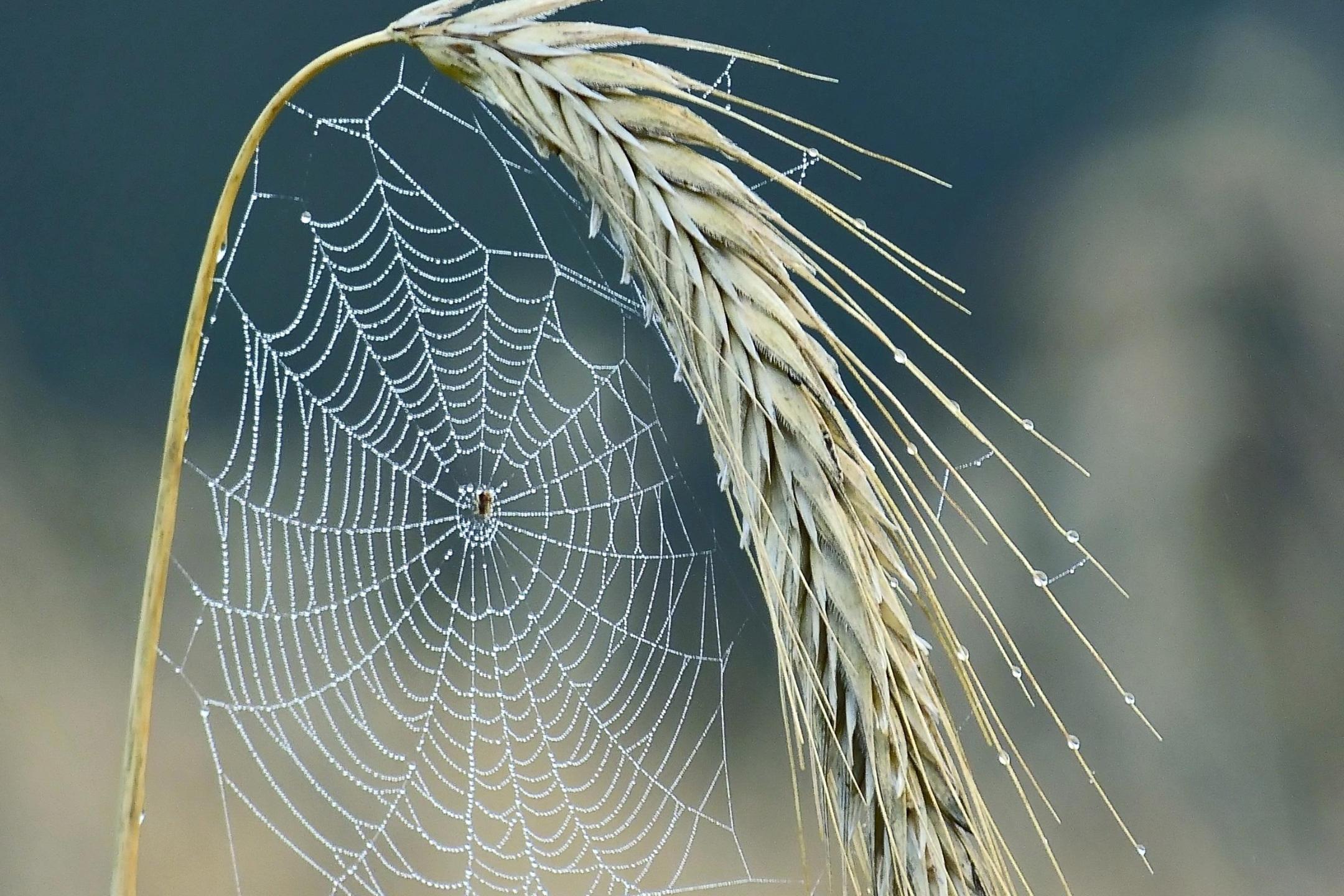 260502-gamagapix-cobweb