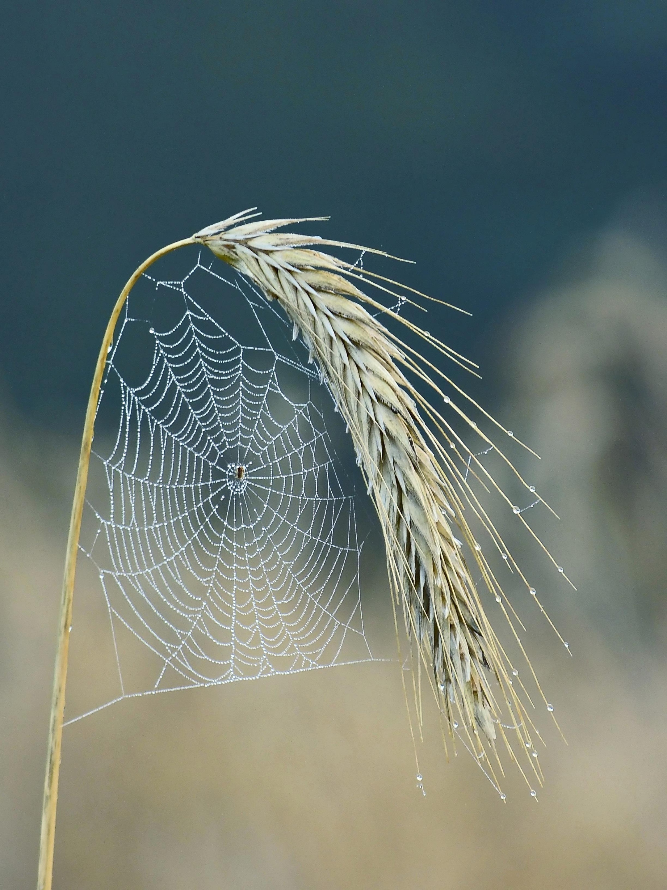 260502-gamagapix-cobweb