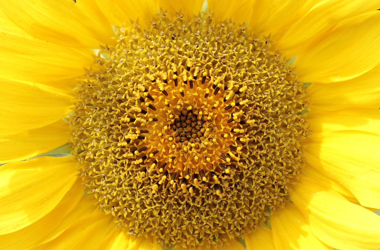 260505-noname_13-sunflower