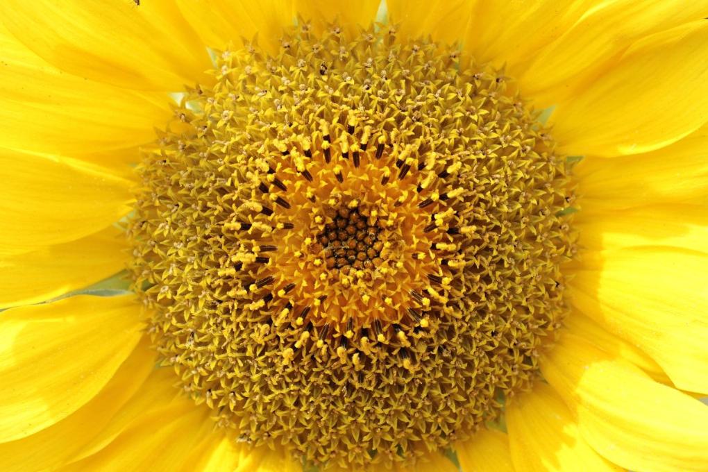 260505-noname_13-sunflower