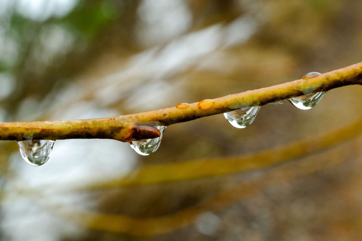 260516-sergei_spas-branch