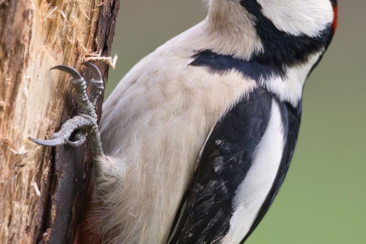 260518-max_gindele_photography-great-spotted-woodpecker