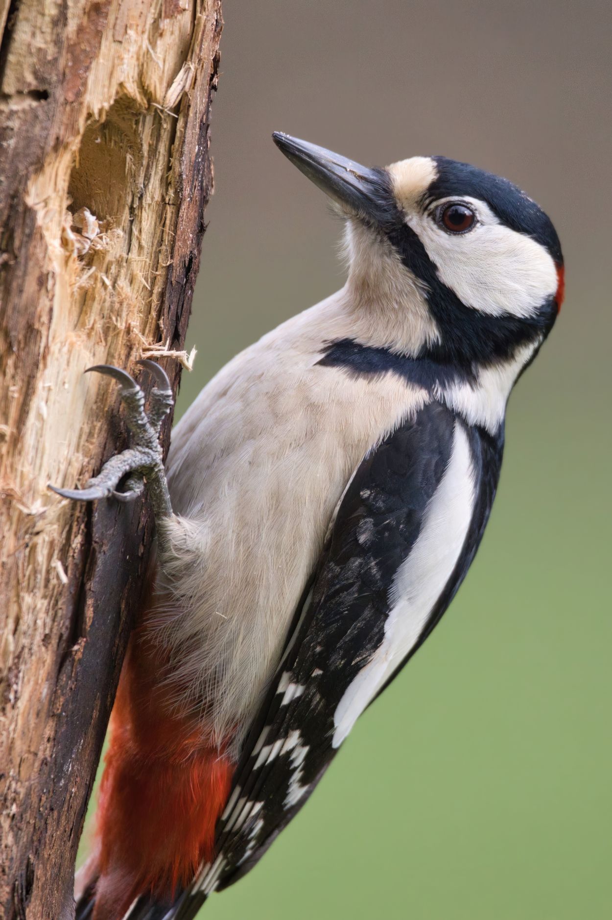 260518-max_gindele_photography-great-spotted-woodpecker