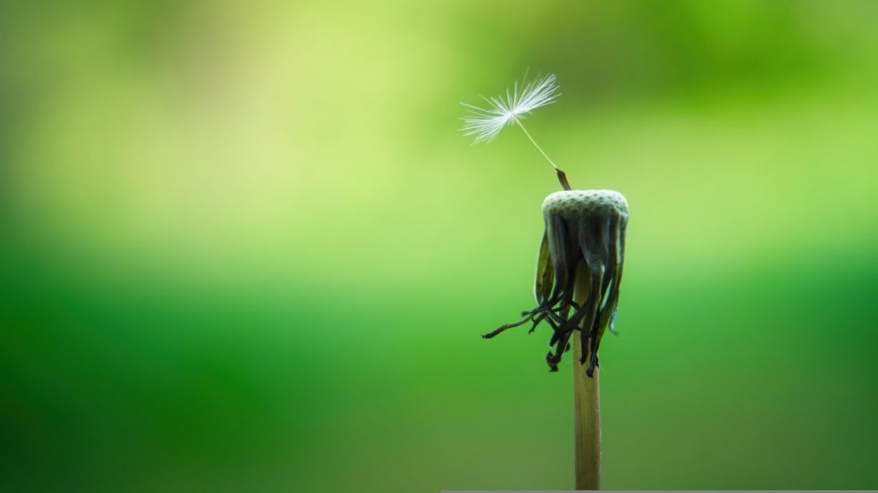 260627-jplenio-dandelion