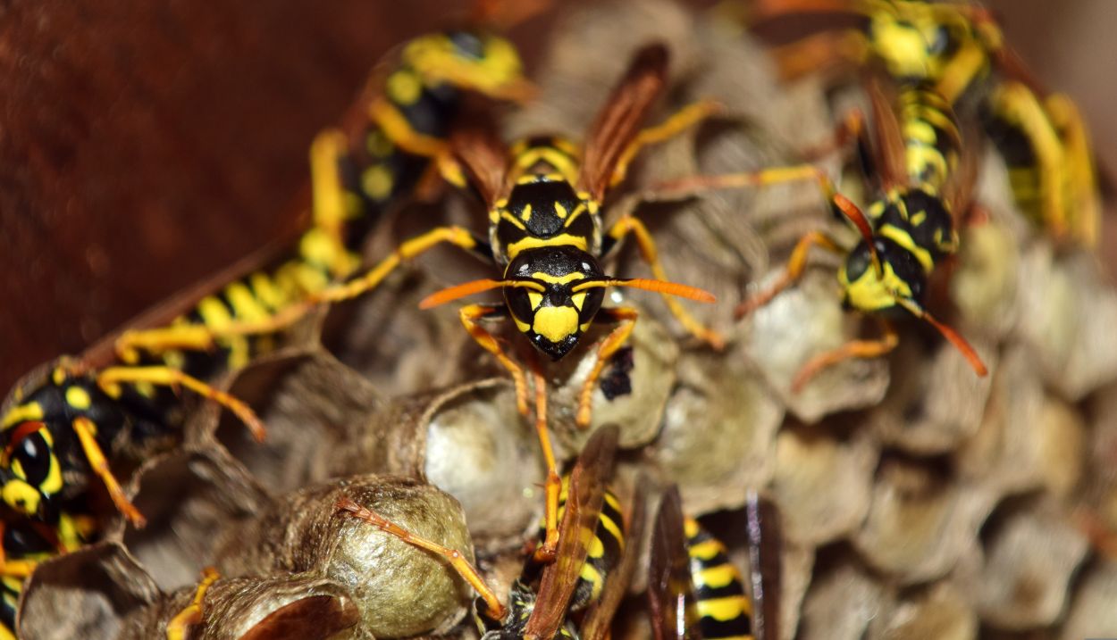 260628-ulleo-wasps