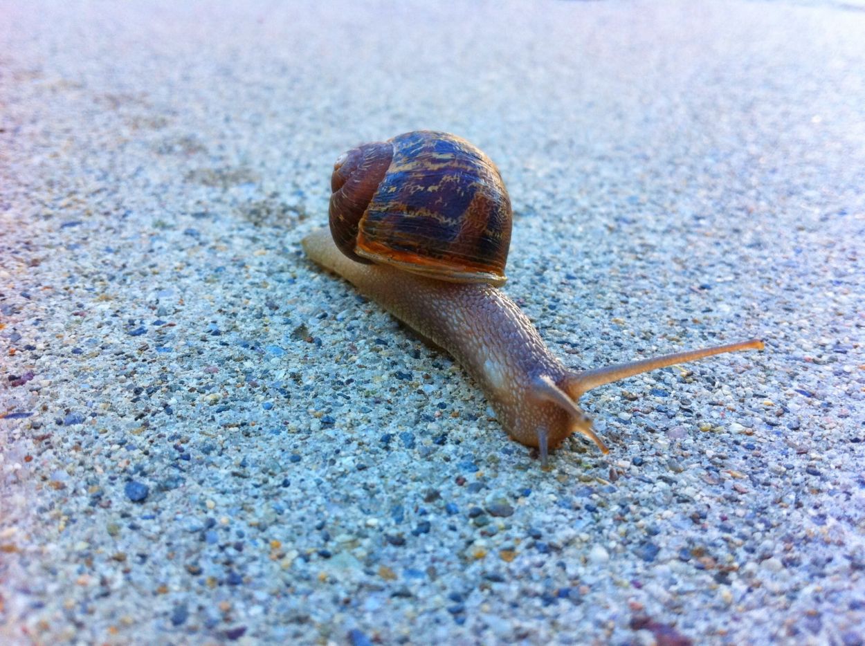 260725-creatingmoon2014-grapevine-snail