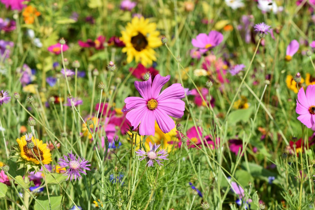 260812-ralphs_fotos-flower-meadow