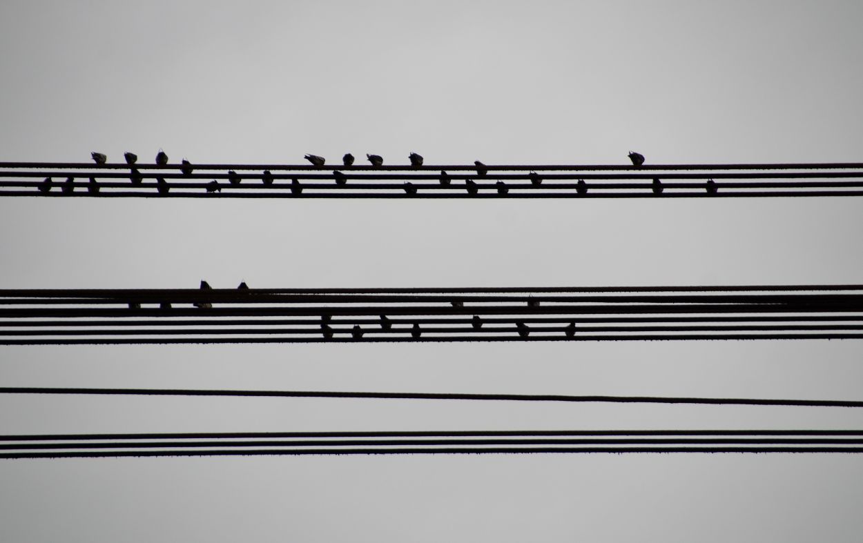 260819-ivabalk-birds