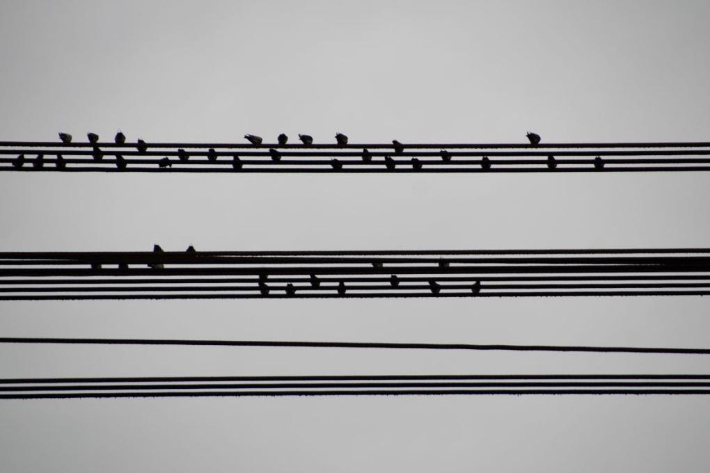 260819-ivabalk-birds