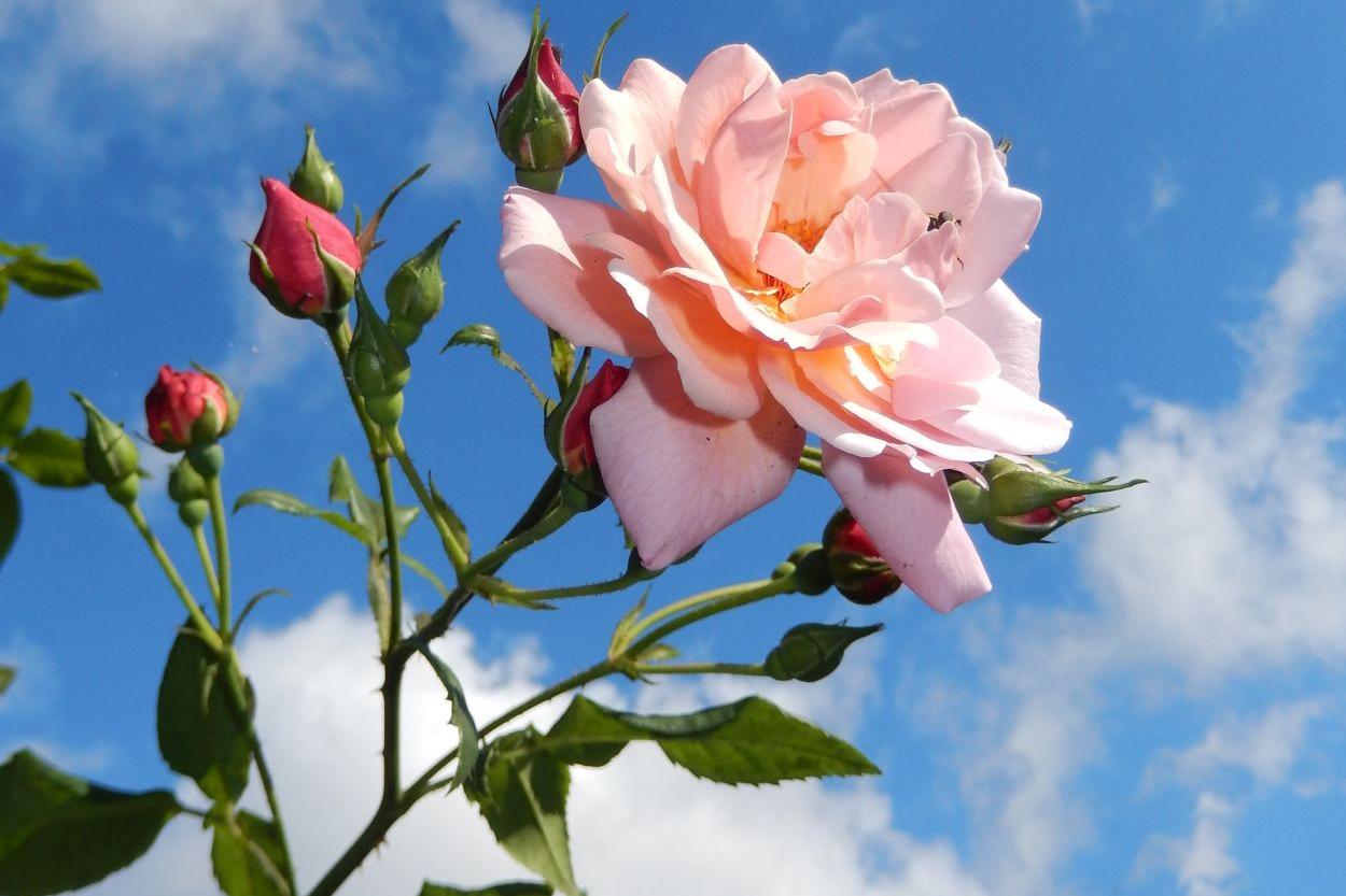 260822-901263-rose