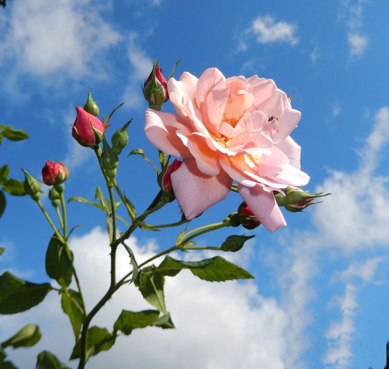 260822-901263-rose