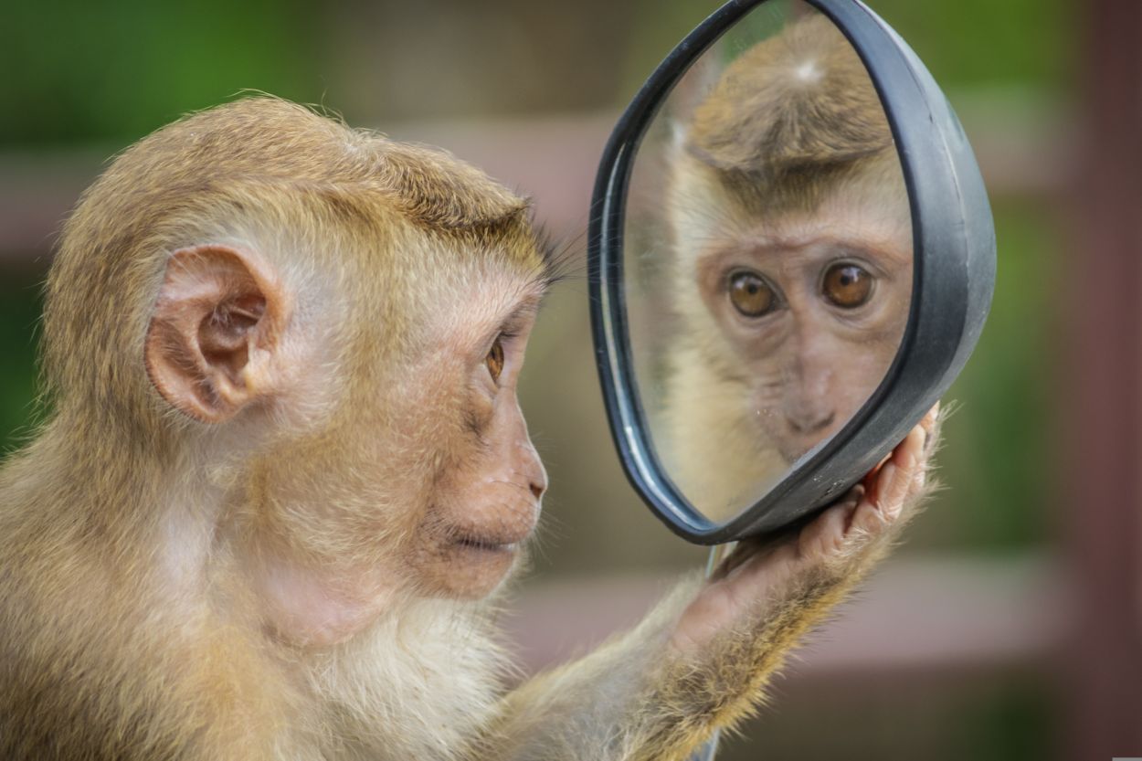 260918-a_m_o_u_t_o_n-monkey