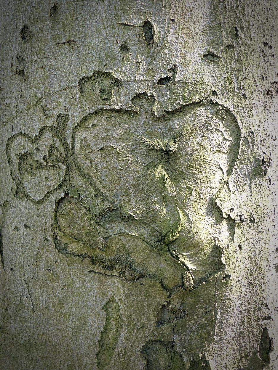 260927-bernswaelz-tree