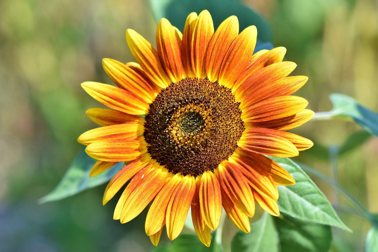261003-ralphs_fotos-sunflower