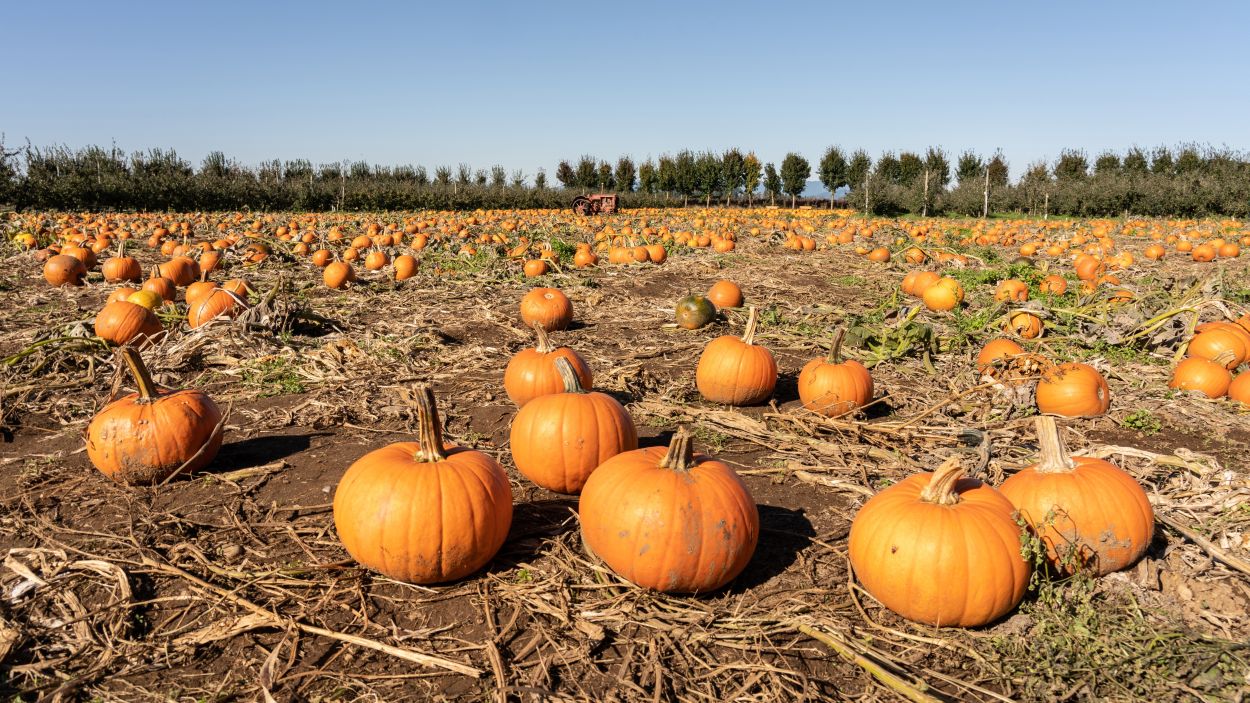 261004-the_nautilus-pumpkin