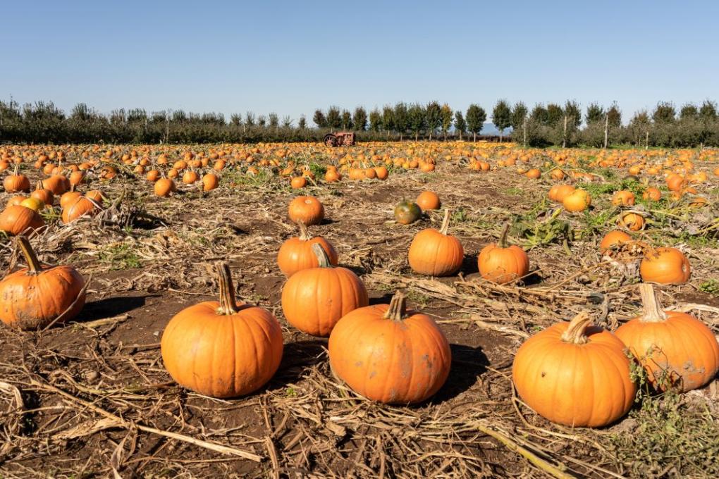 261004-the_nautilus-pumpkin