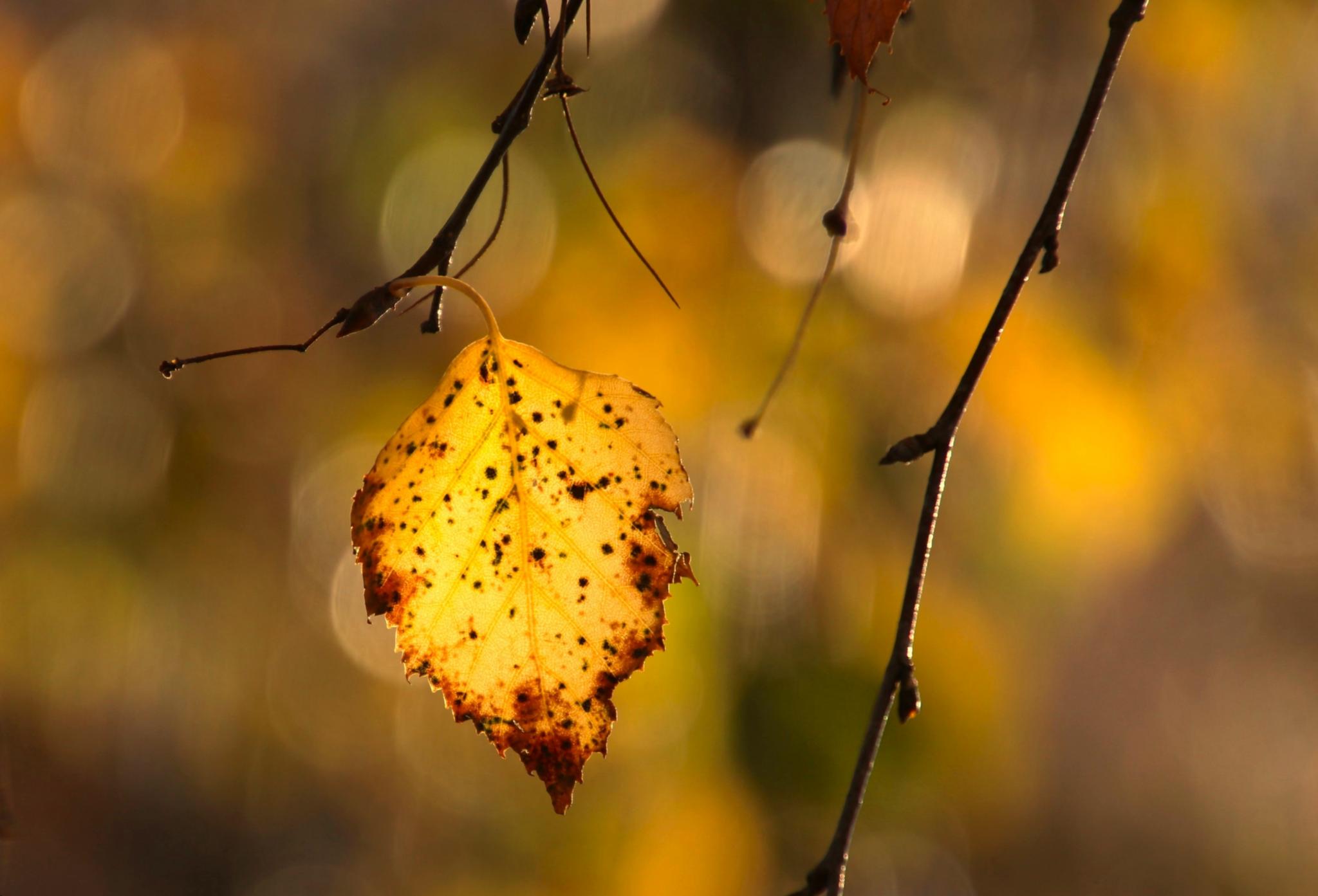 Herbstblatt