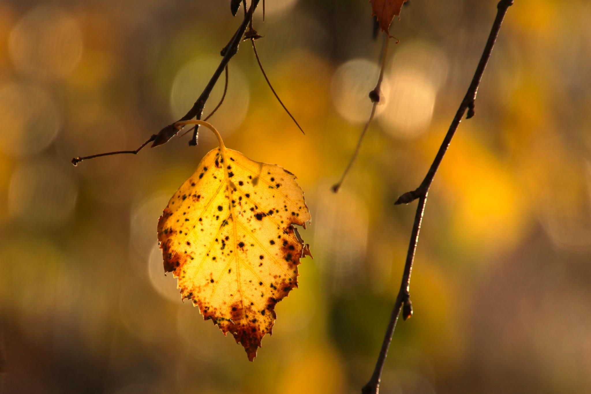 Herbstblatt