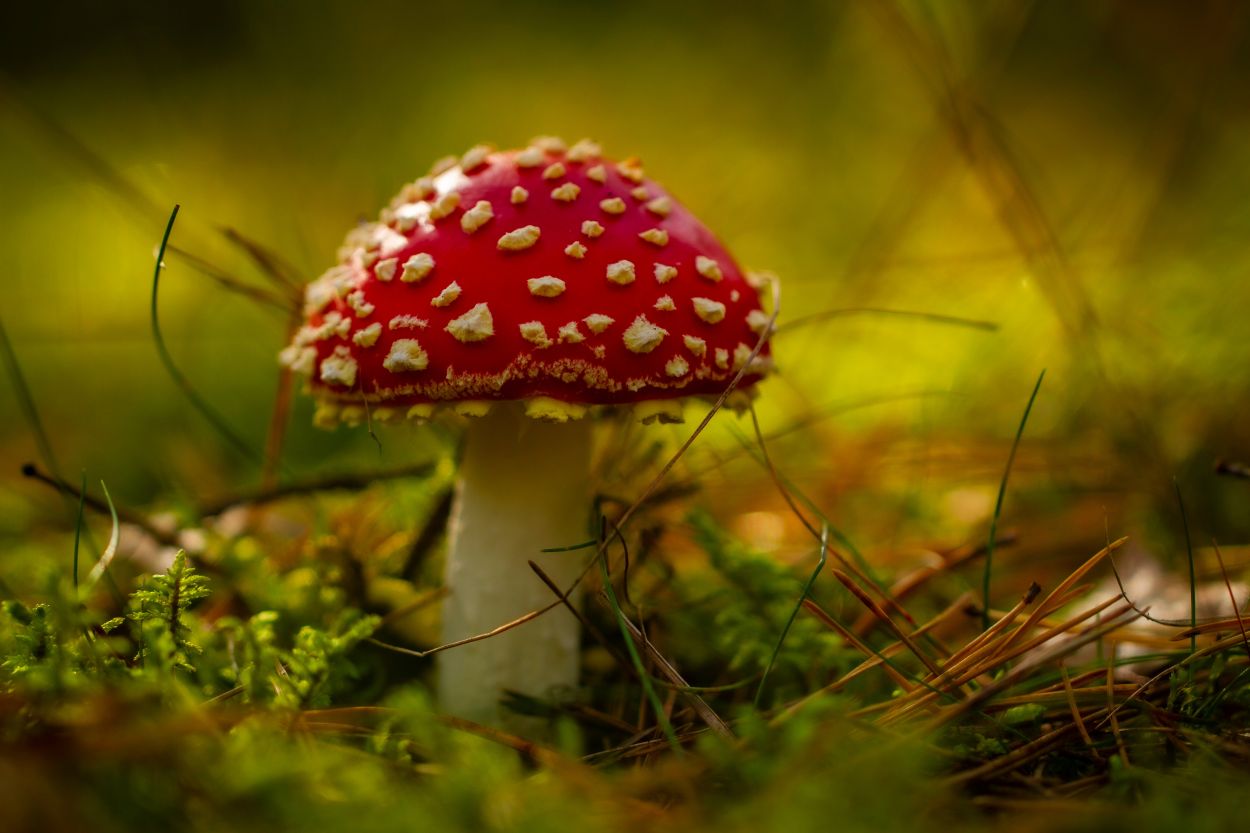 261026-martex5-toadstool