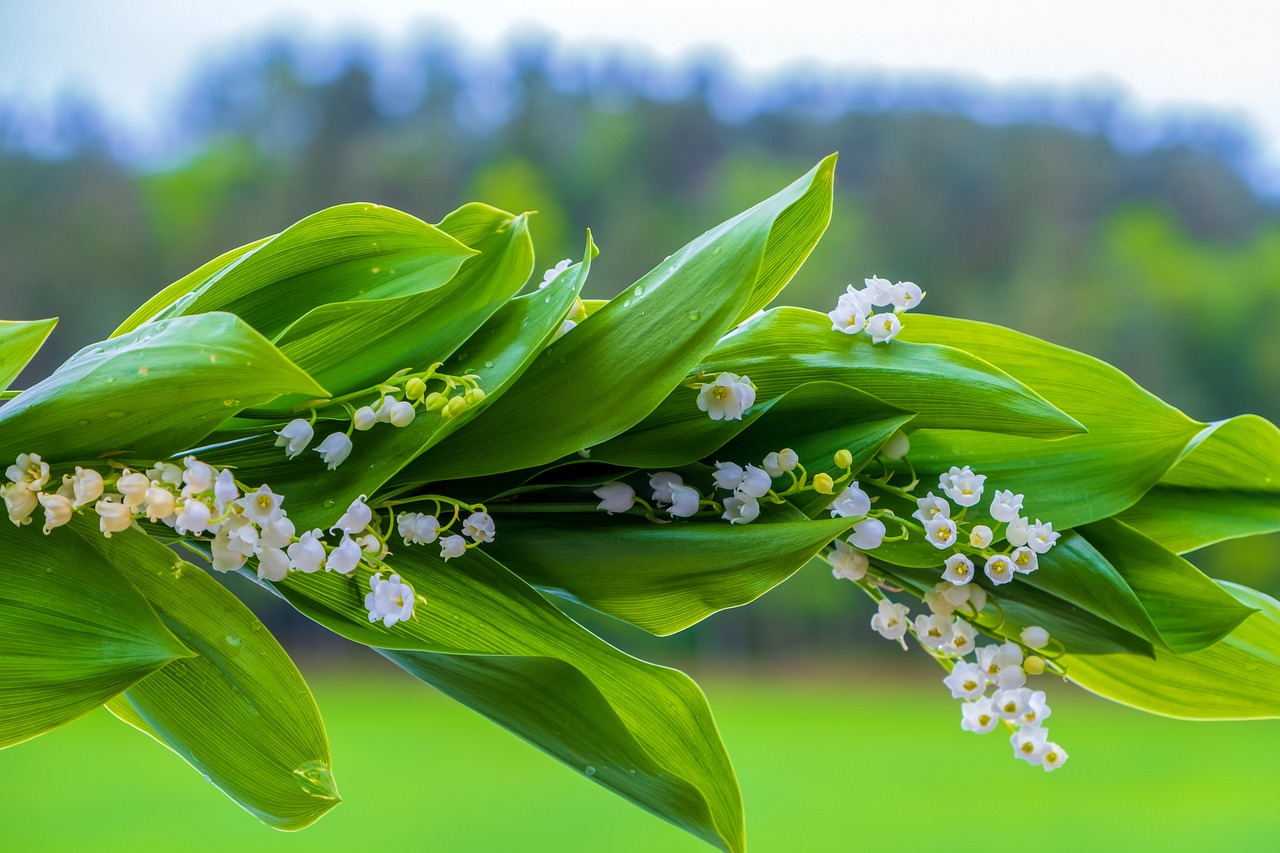 lily-of-the-valley